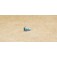 Drive Screw